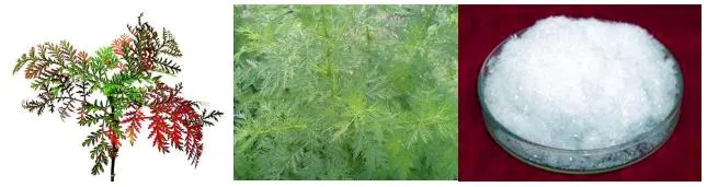 Factory Supply Artemisinin Artemisia Annua Extract Free Sample Natural 99% Artemisinin Best Powder Price